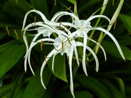 SpiderLily